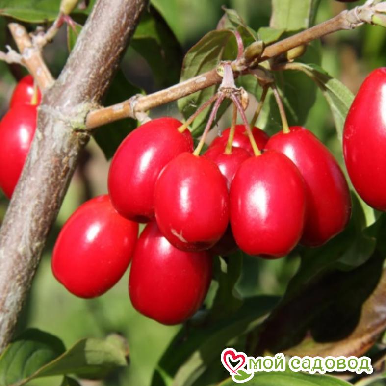 Кизил Коралловый