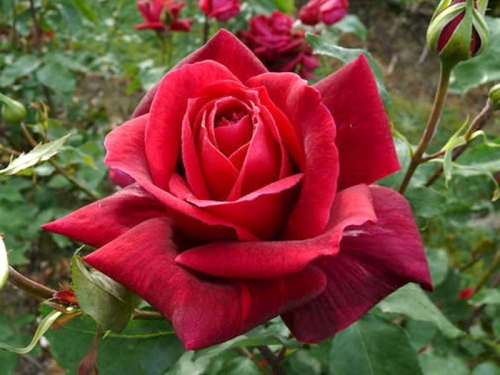 Роза Пападжено