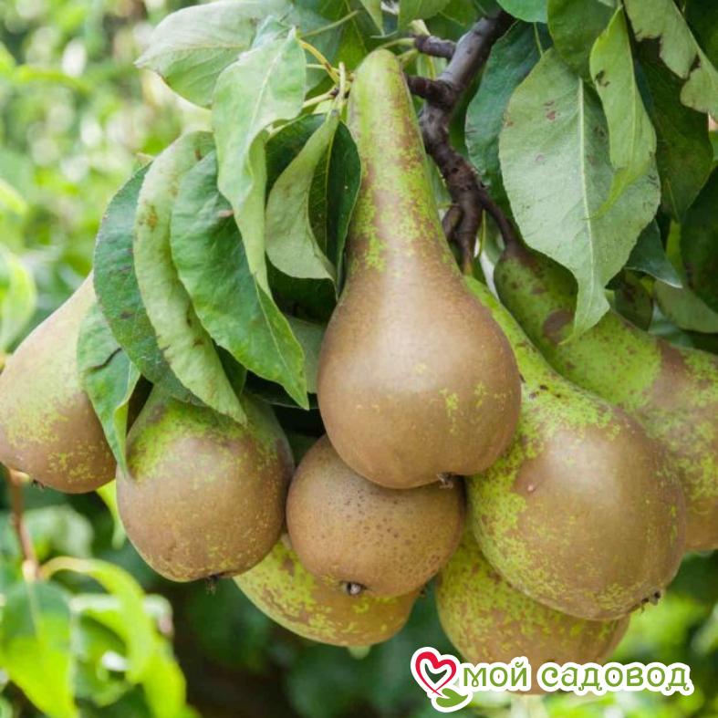 Груша Конференция