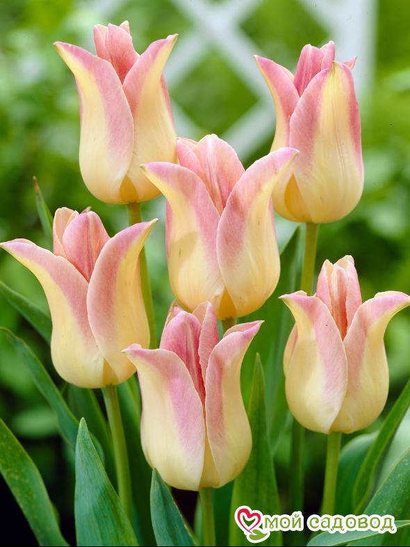 Тюльпан Элегант Леди