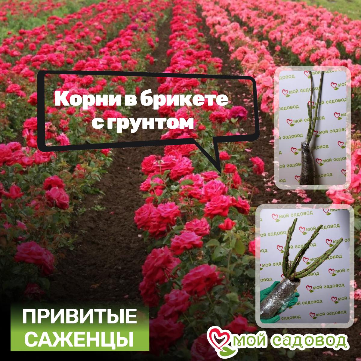 Роза Циркус