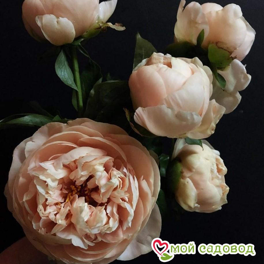 Пион Пастель Элеганс