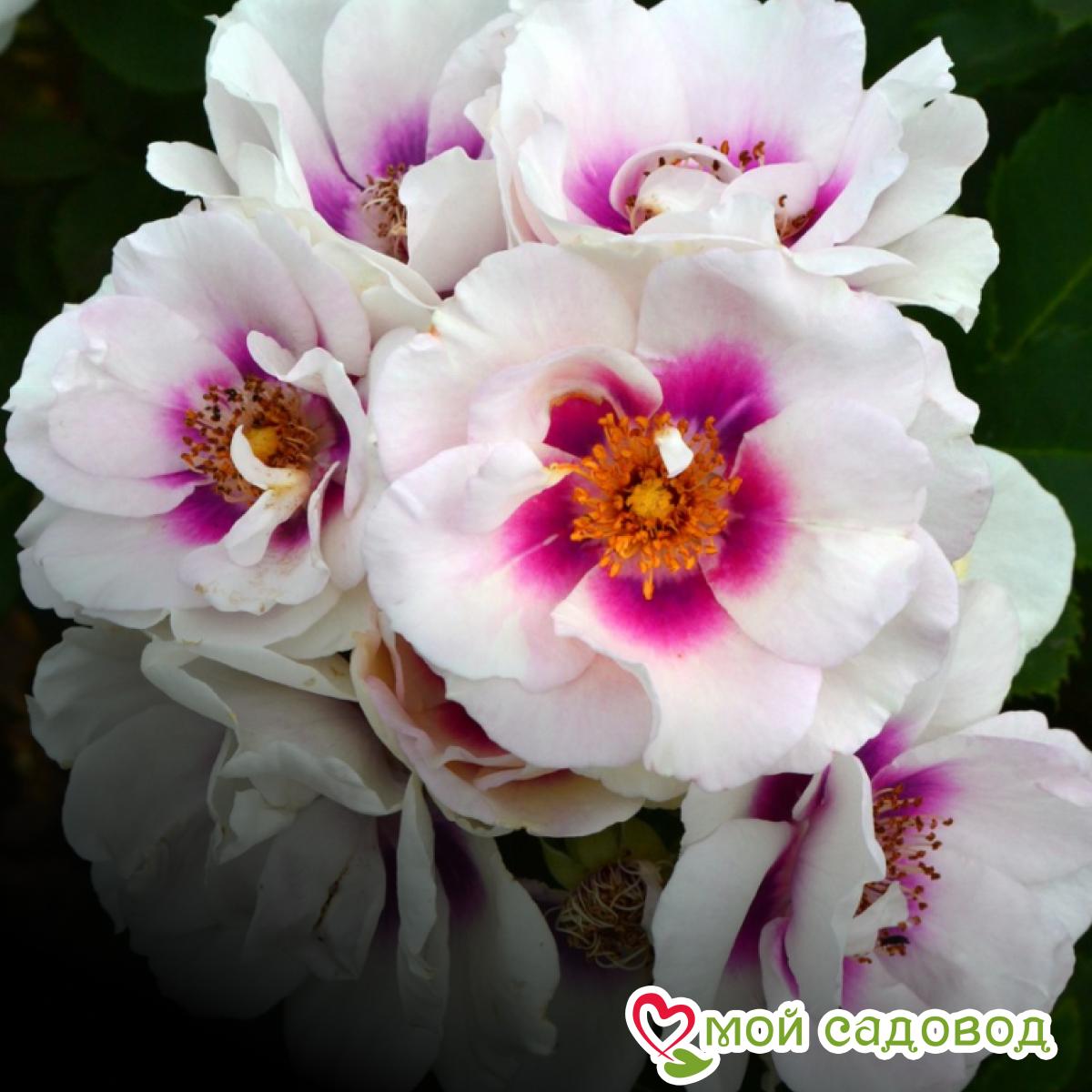 Роза Айс Фо Ю флорибунда