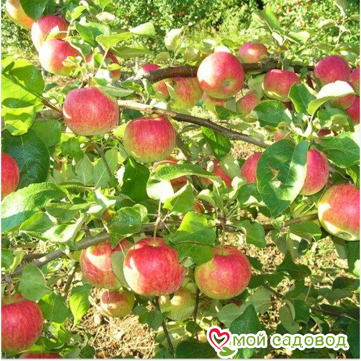 Яблоня Память Тихомирова