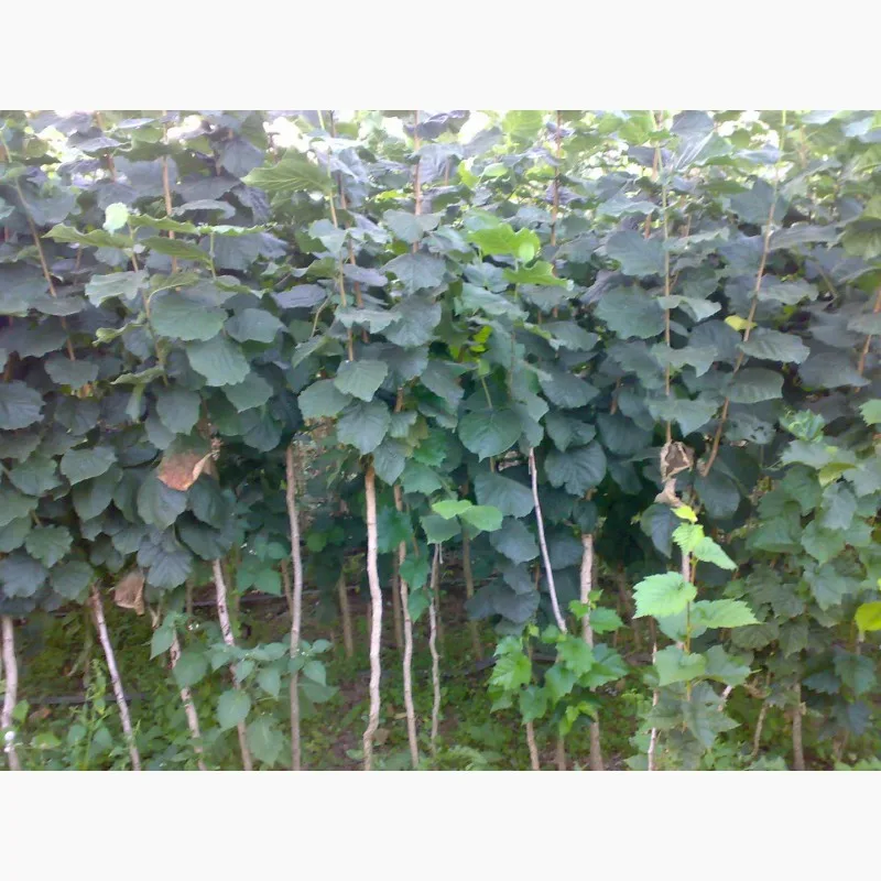 Фундук Северный