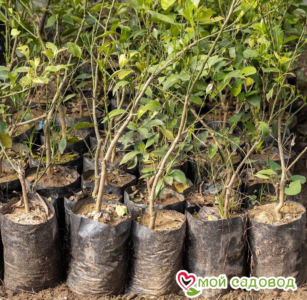 Алыча Плетистая Камчатка